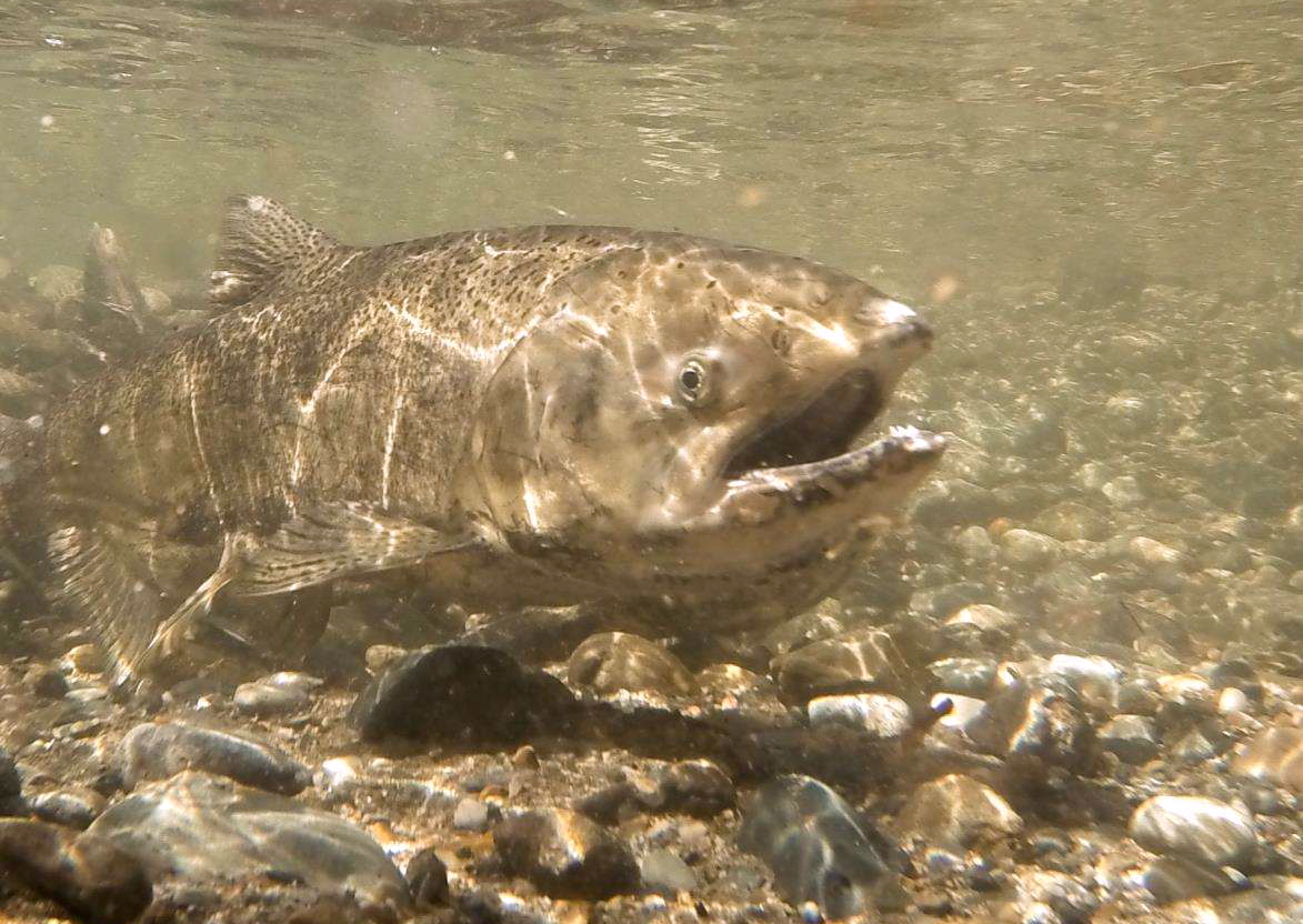 Chinook salmon under water. CDFW photo