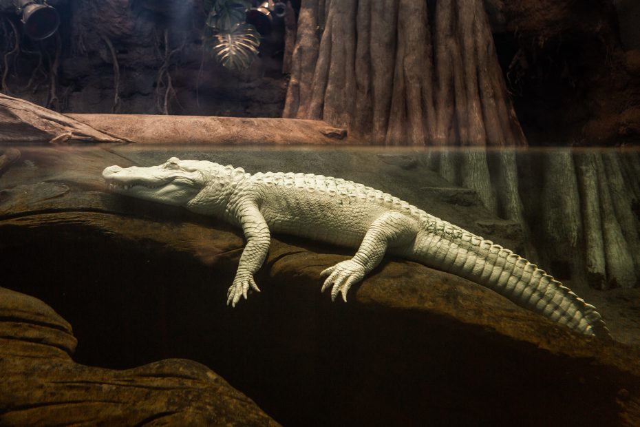 A white alligator partially submerged in water, resting on a rock in a dimly lit enclosure with tree roots in the background.