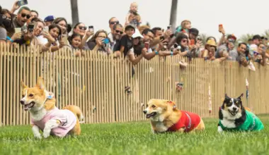 Things to Do in LA This Weekend: Corgi Racing, Long Beach BBQ