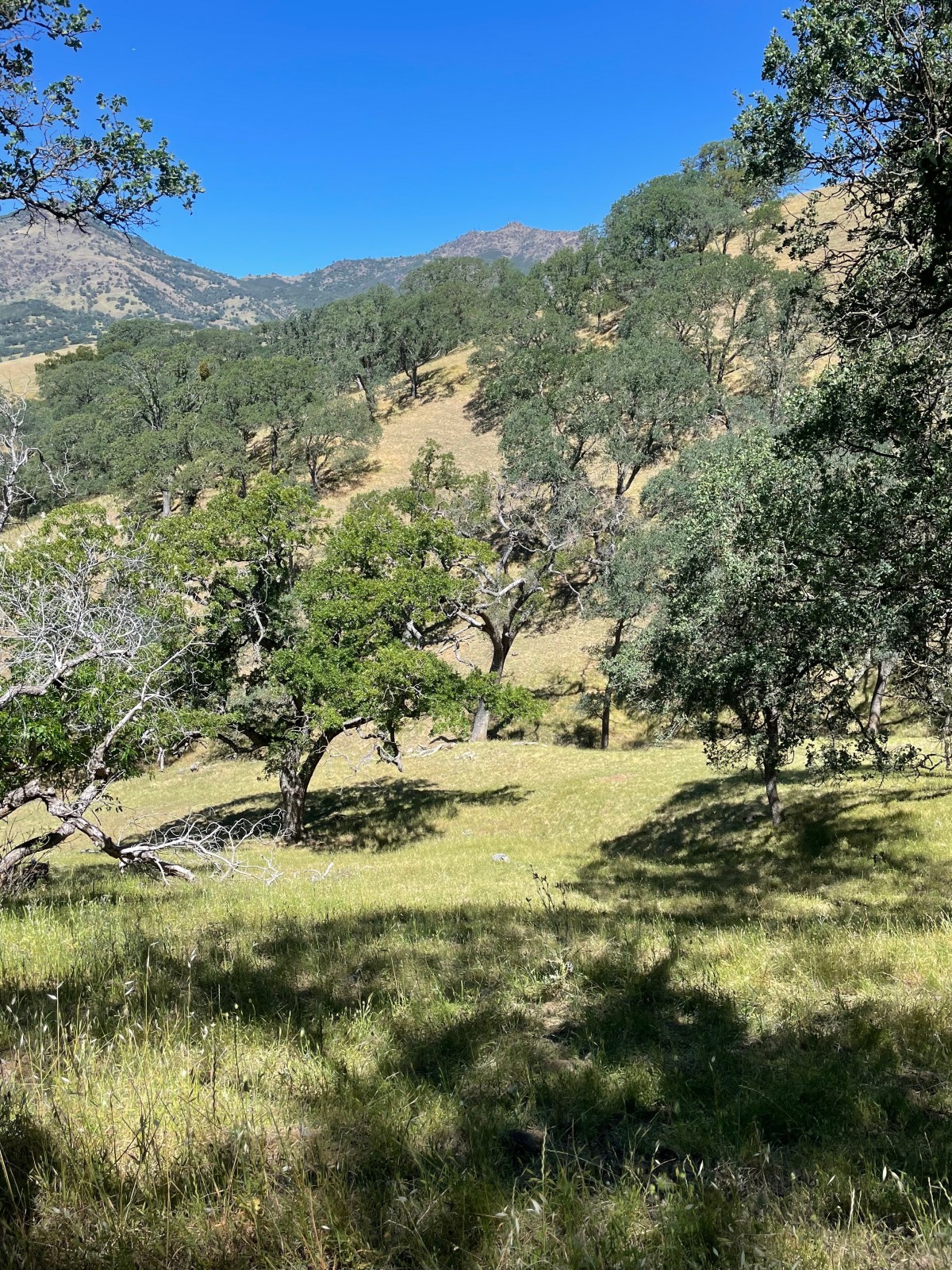 hill