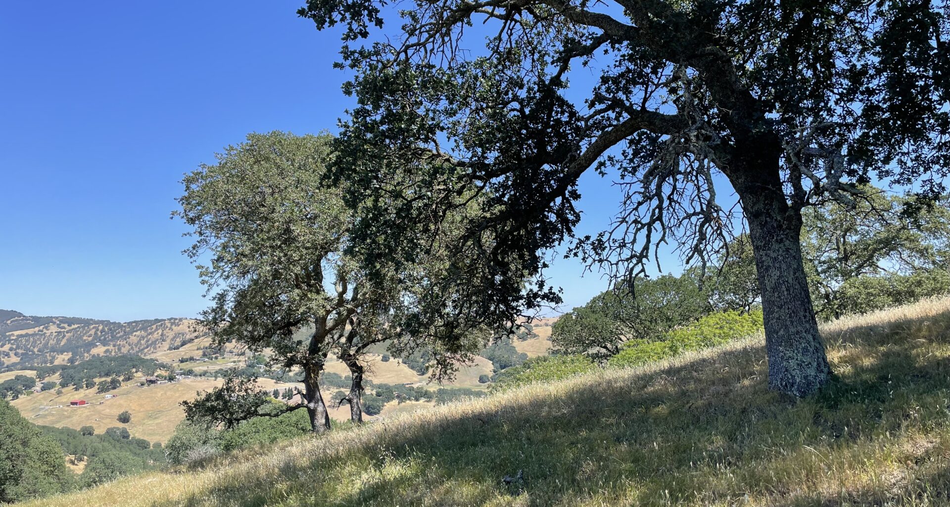Bay Area on Track to Meet Ambitious 50x50 Conservation Goal
