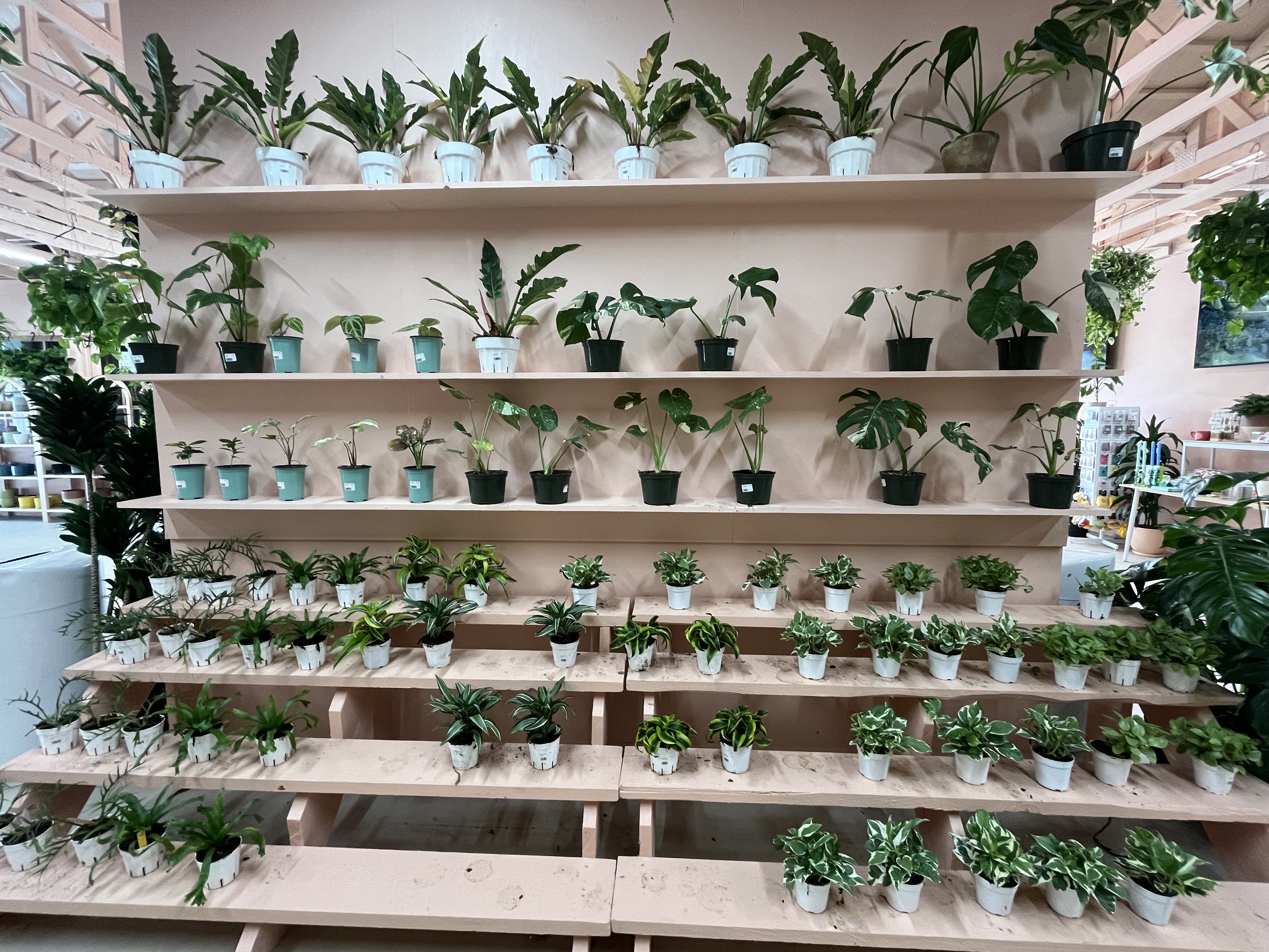 Inside the new Terra Bella Nursery in Del Mar. (Karen...