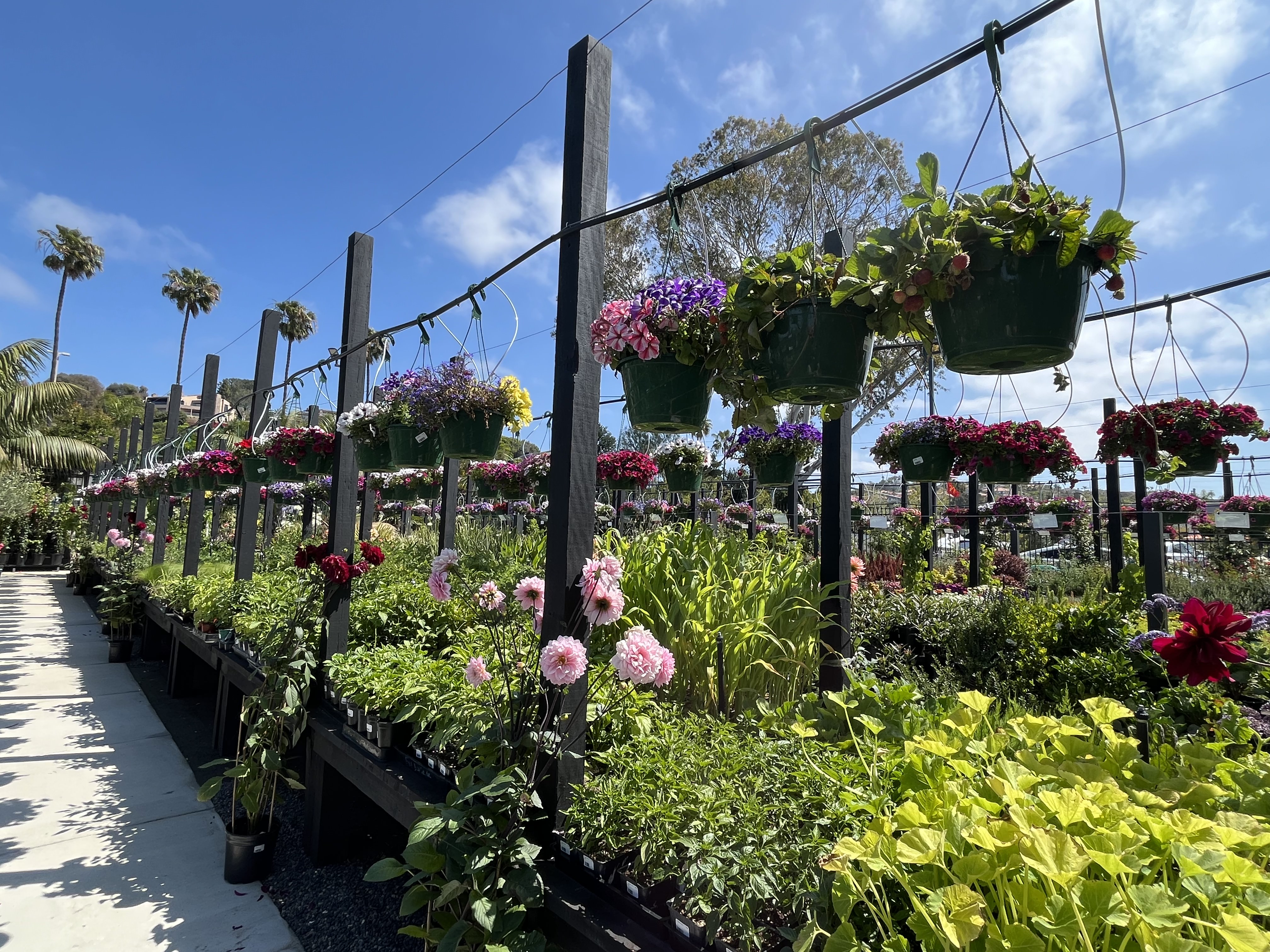 The new Terra Bella Nusery in Del Mar features a...