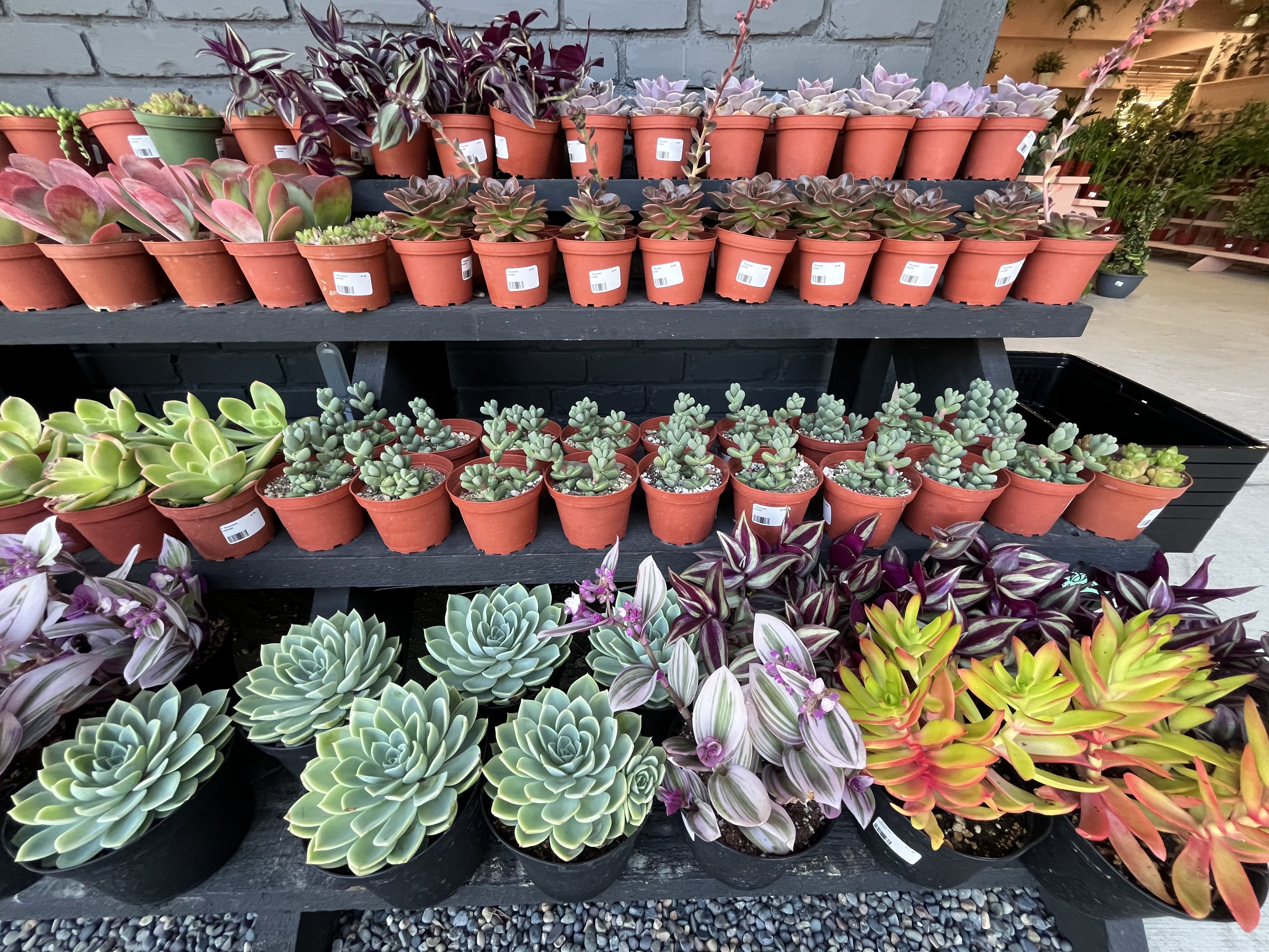 The new Terra Bella Nusery in Del Mar features a...