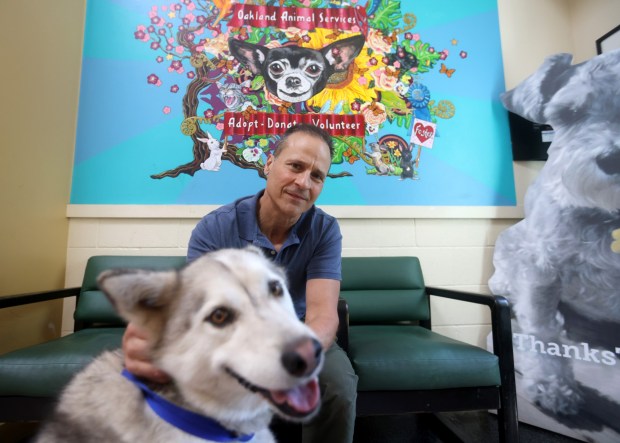 Oakland Animal Services Director Joe DeVries with a dog named Mesa at their shelter in Oakland, Calif., on Thursday, May 21, 2026. OAS is one of several agencies which was alerted about potential issues at Miranda's Rescue in Fortuna after multiple transferred dogs were euthanized without disclosure. (Jane Tyska/Bay Area News Group)