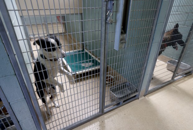 A dog looks out from its kennel at the Oakland Animal Services shelter in Oakland, Calif., on Thursday, May 21, 2026. OAS is one of several agencies which was alerted about potential issues at Miranda's Rescue in Fortuna after multiple transferred dogs were euthanized without disclosure. (Jane Tyska/Bay Area News Group)