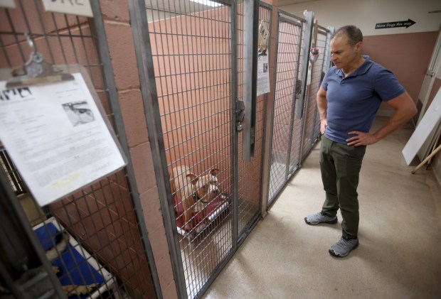 Oakland Animal Services Director Joe DeVries visits with dogs at their shelter in Oakland, Calif., on Thursday, May 21, 2026. OAS is one of several agencies which was alerted about potential issues at Miranda's Rescue in Fortuna after multiple transferred dogs were euthanized without disclosure. (Jane Tyska/Bay Area News Group)