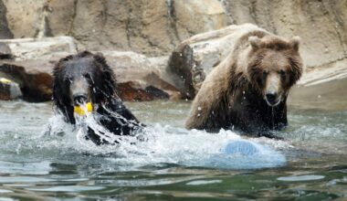 California moves a step closer to re-introducing grizzlies as bill advances – Monterey Herald