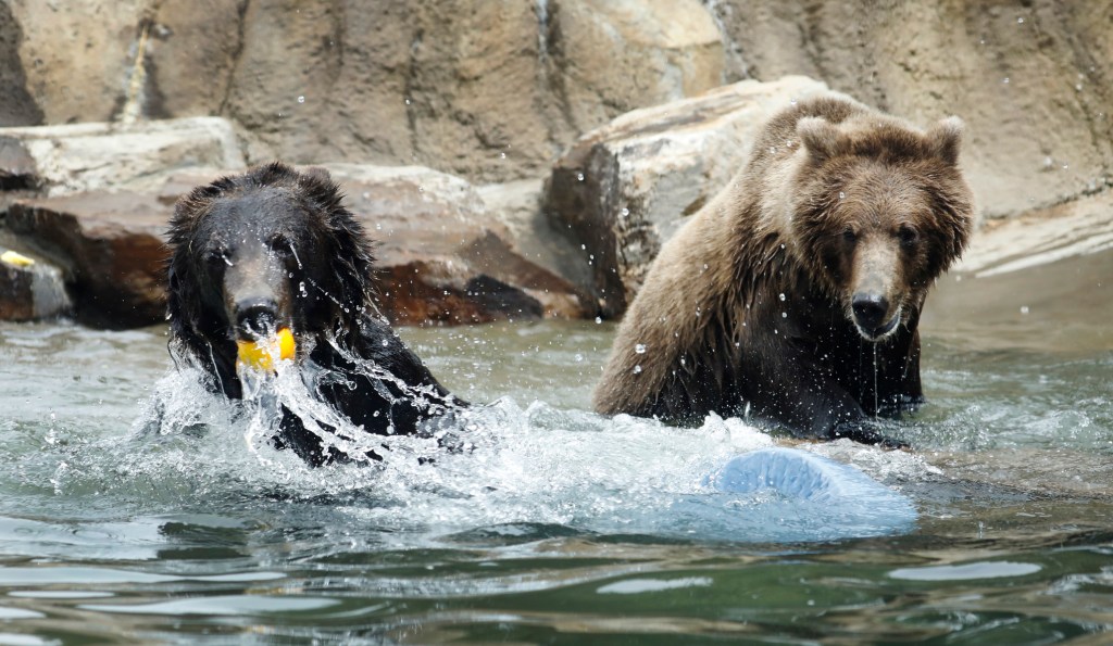 California moves a step closer to re-introducing grizzlies as bill advances – Monterey Herald