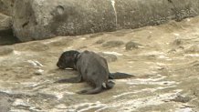 This sea lion pup was born Saturday on the rocks near La Jolla Cove, May 23, 2026.