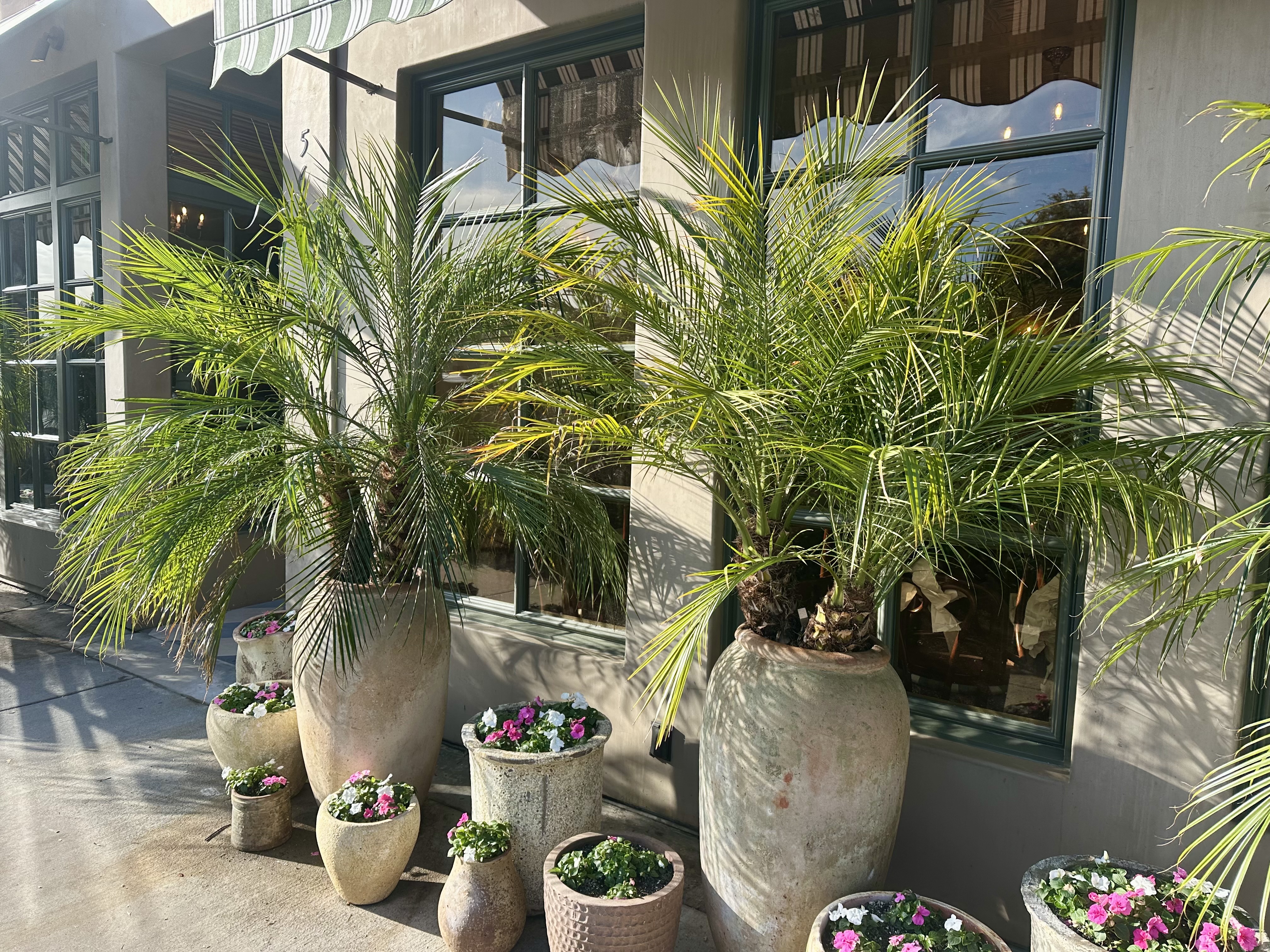 Potted plants arrive at Bacari’s newest Long Beach location. (Photo...