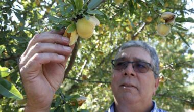 California farmers will destroy 420,000 peach trees after Del Monte closes canning facilities