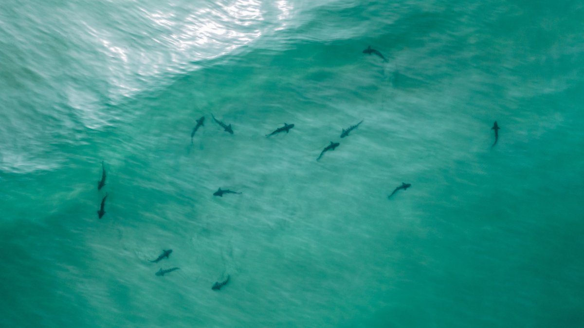 More sharks likely in San Diego ocean waters this summer, expert says – NBC 7 San Diego