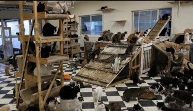 Julian animal sanctuary under investigation after massive rescue – NBC 7 San Diego