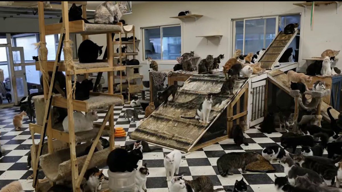 Julian animal sanctuary under investigation after massive rescue – NBC 7 San Diego
