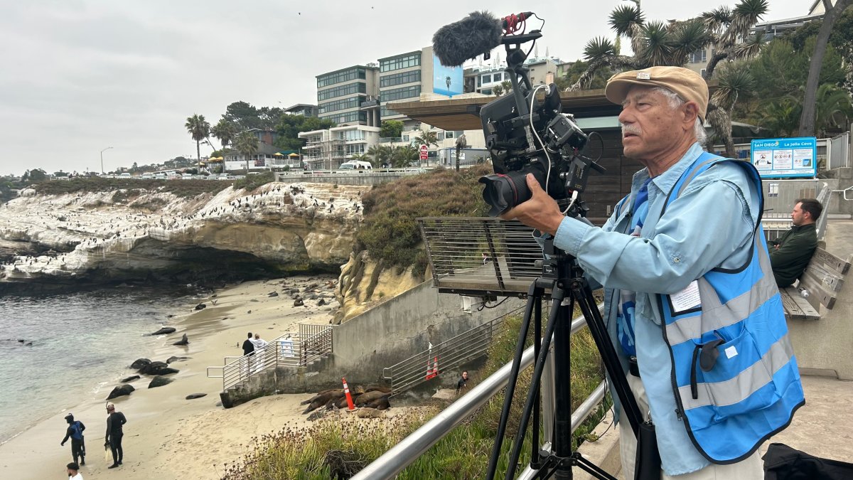 New warning signs posted at La Jolla Cove for sea lion pupping season – NBC 7 San Diego