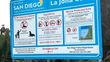 This is one of two new large signs installed at La Jolla Cove reminding visitors about federal law protecting sea lions, La Jolla, Calif., May 24, 2026.