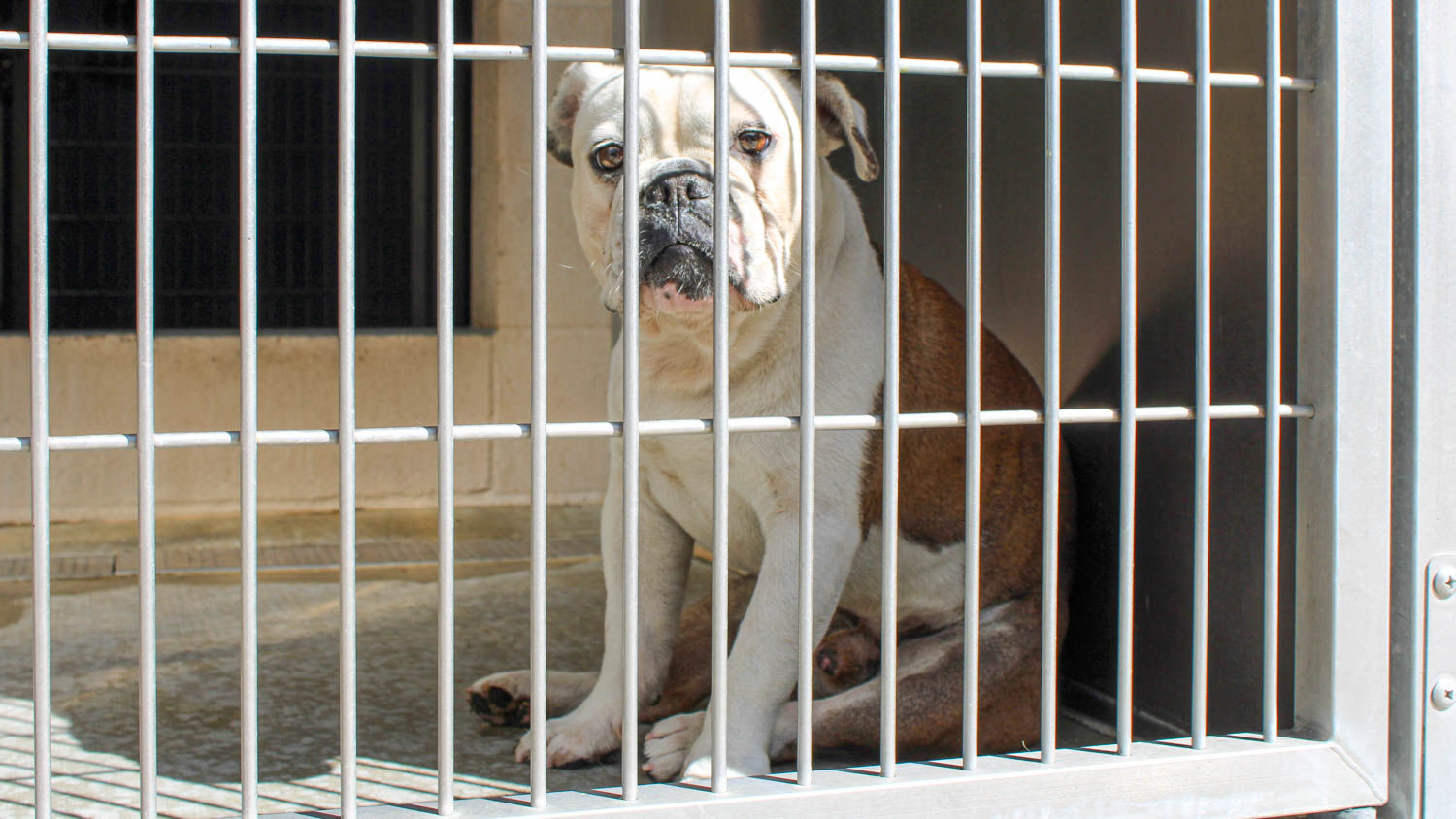 More Pets at Orange County’s Animal Shelter Are Looking for a Home