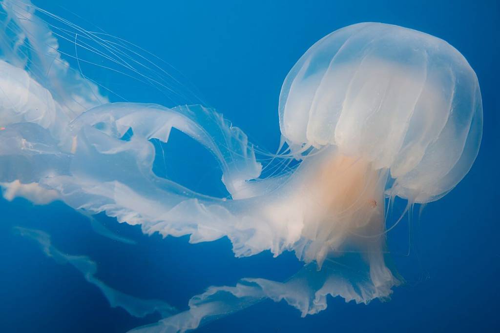 Jellyfish (1)