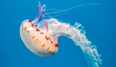 Aquarium of the Pacific debuts a $2 million jellyfish exhibit this Memorial Day Weekend — featuring 40+ species in a 7,700-gallon saltwater tank