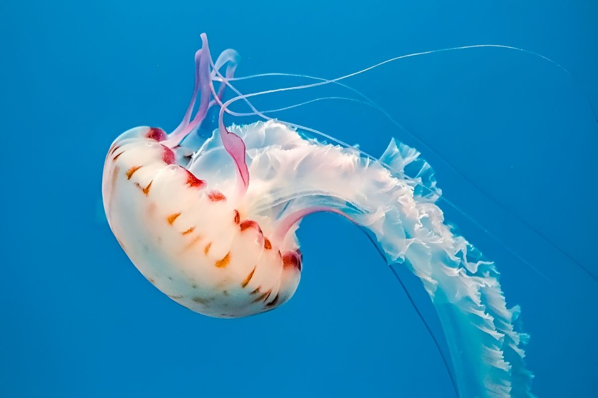 Aquarium of the Pacific debuts a $2 million jellyfish exhibit this Memorial Day Weekend — featuring 40+ species in a 7,700-gallon saltwater tank