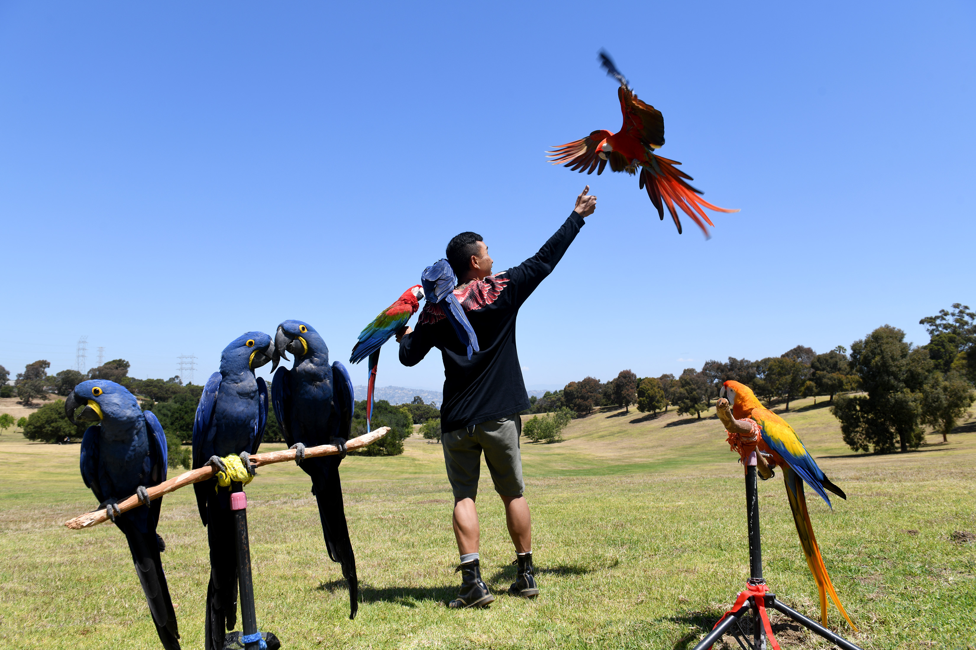 Chan Quach, known as âChan the Birdman,âa Los Angeles-based professional...