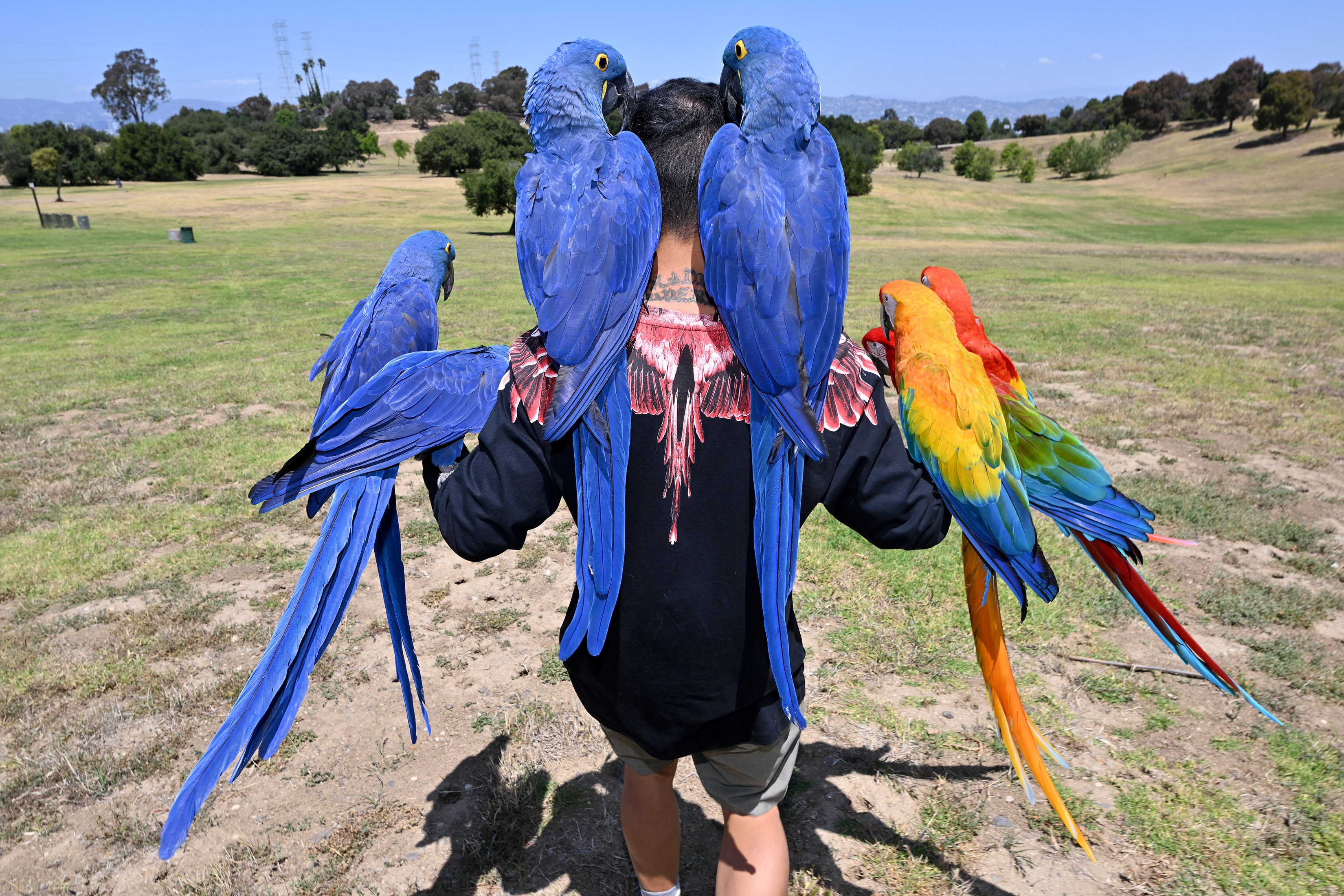 Chan Quach, known as âChan the Birdman,âa Los Angeles-based professional...