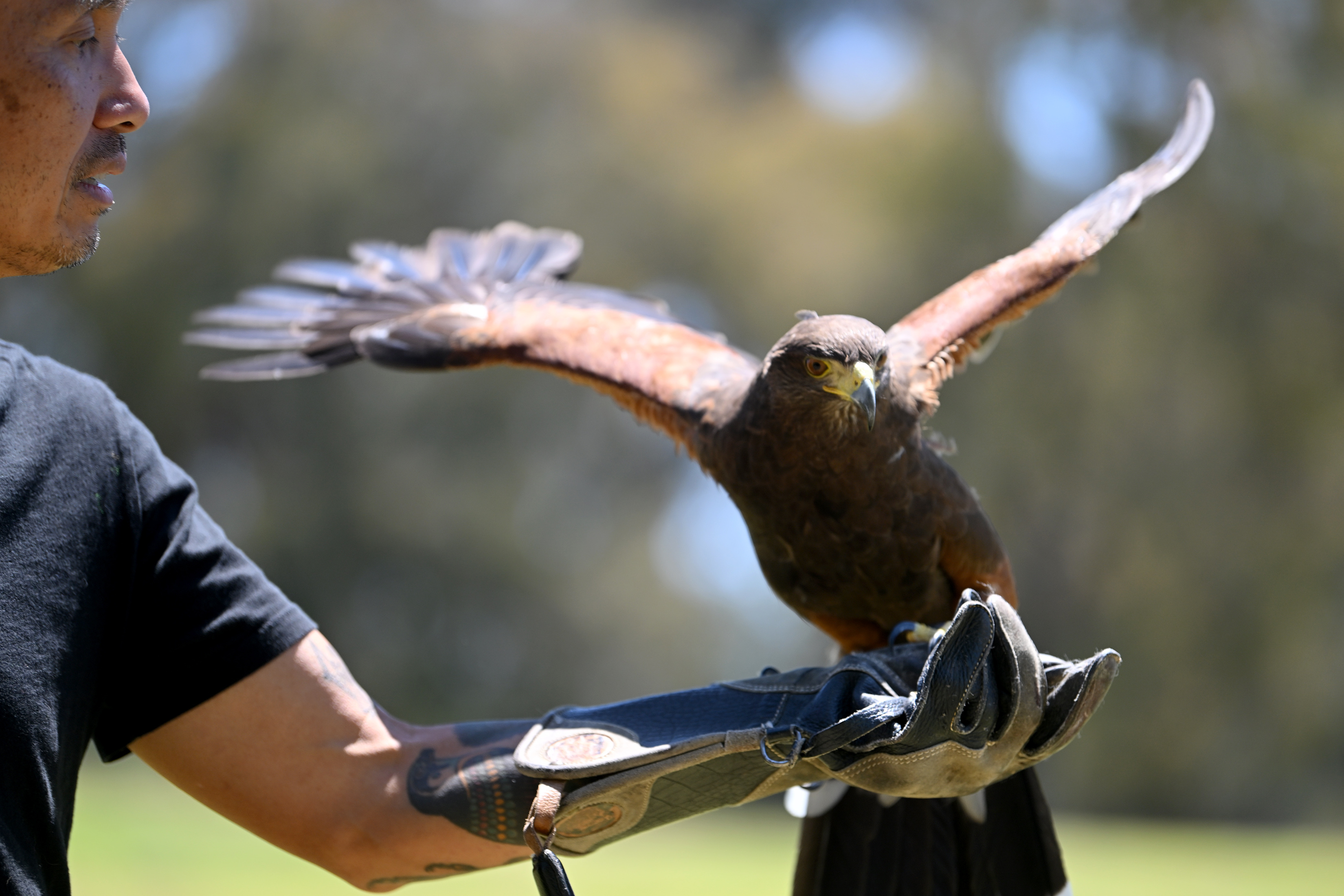 Chan Quach, known as âChan the Birdman,âa Los Angeles-based professional...