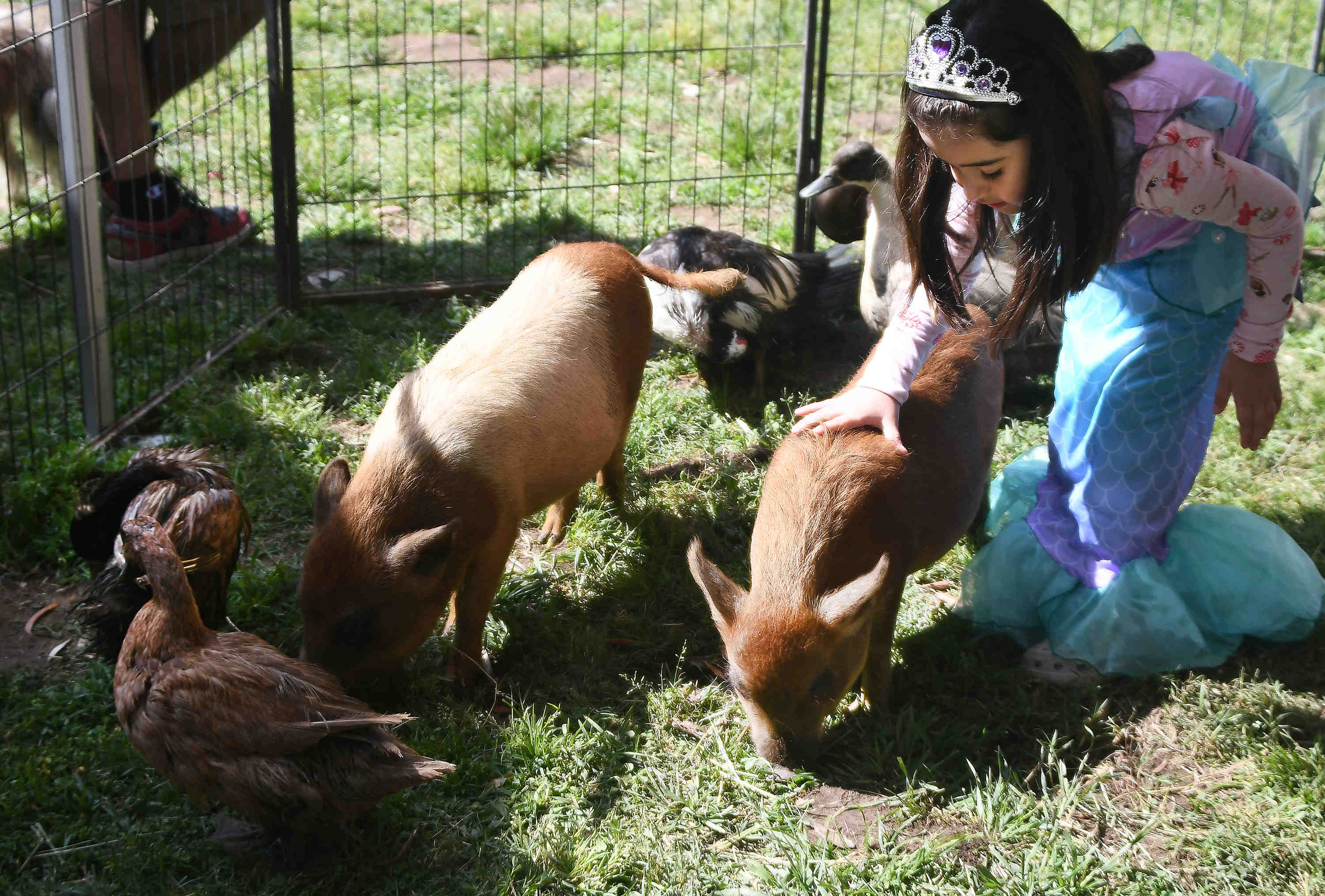 Kids enjoy the petting zoo during the LA Councilwoman Monica...