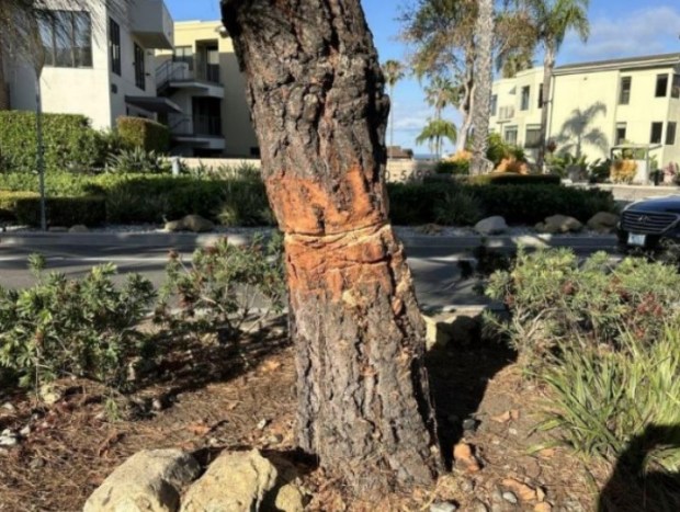 A vandalized Canary Island pine tree along La Jolla Boulevard in Bird Rock is pictured from the east side on May 6. The same tree was similarly damaged in February. (Provided by Barbara Dunbar)