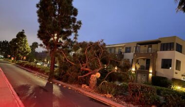 Vandalized Canary Island pine tree topples in Bird Rock – San Diego Union-Tribune