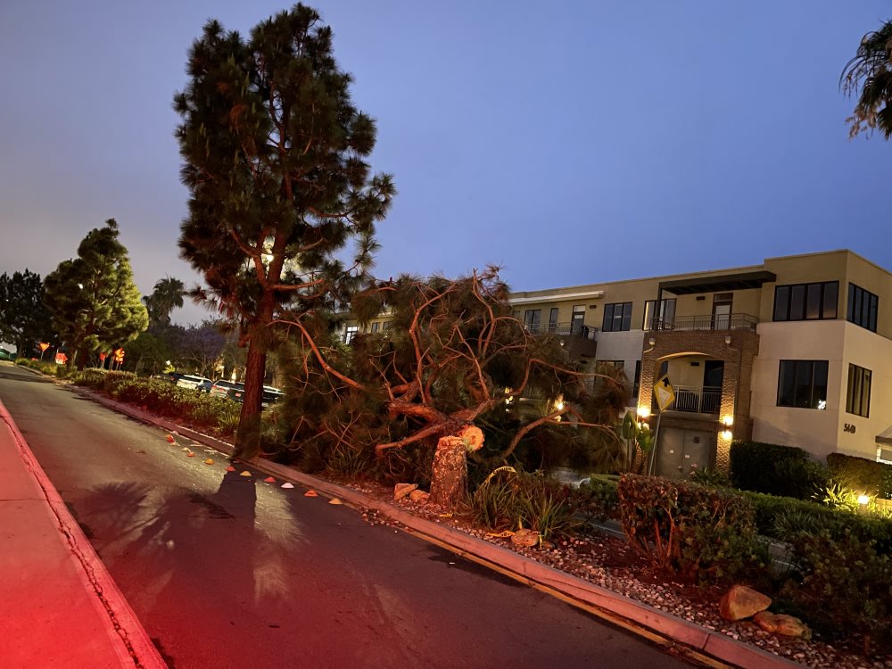 Vandalized Canary Island pine tree topples in Bird Rock – San Diego Union-Tribune