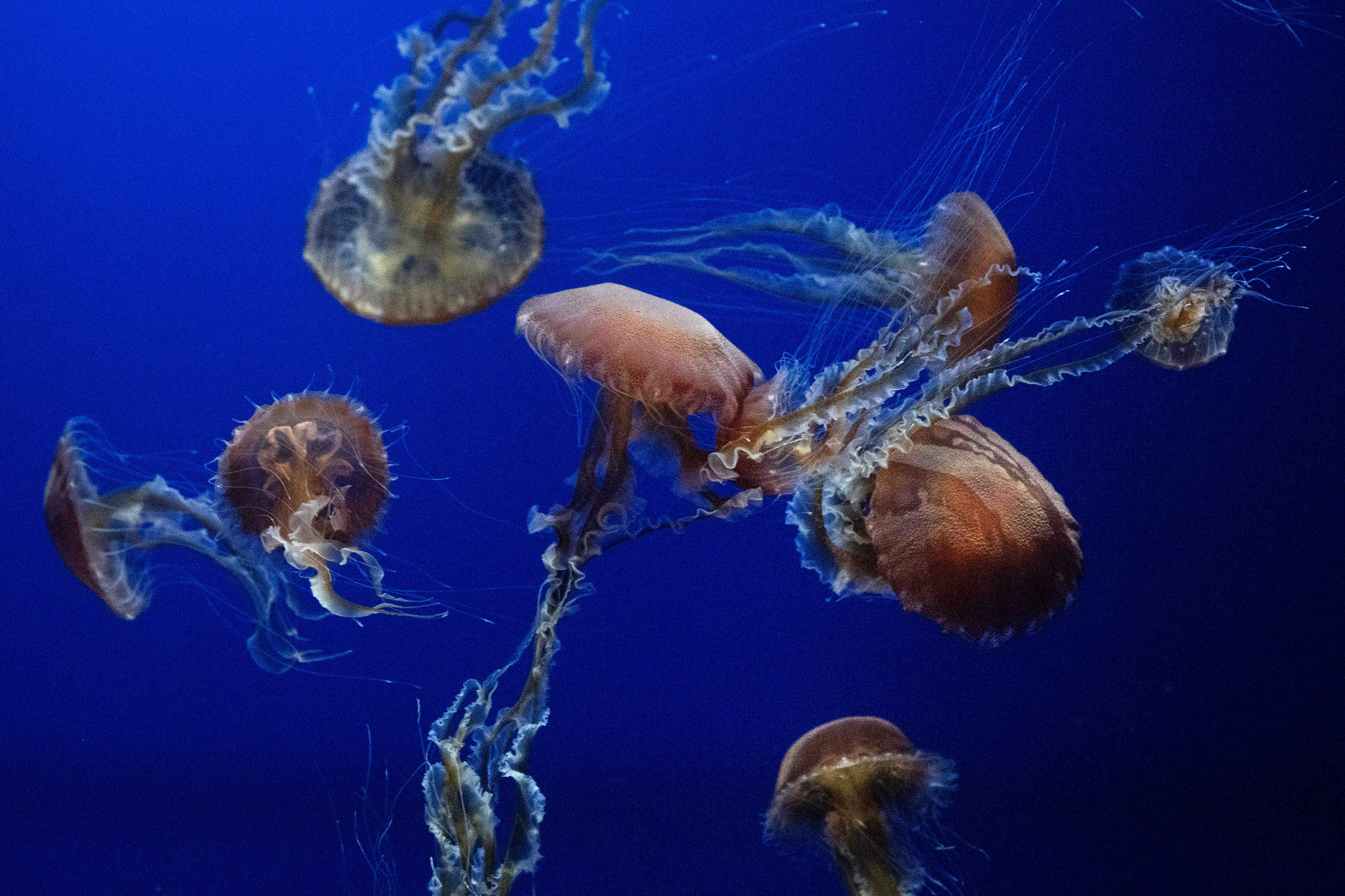 The Jelly Dreamscapes exhibit at the Aquarium of the Pacific...