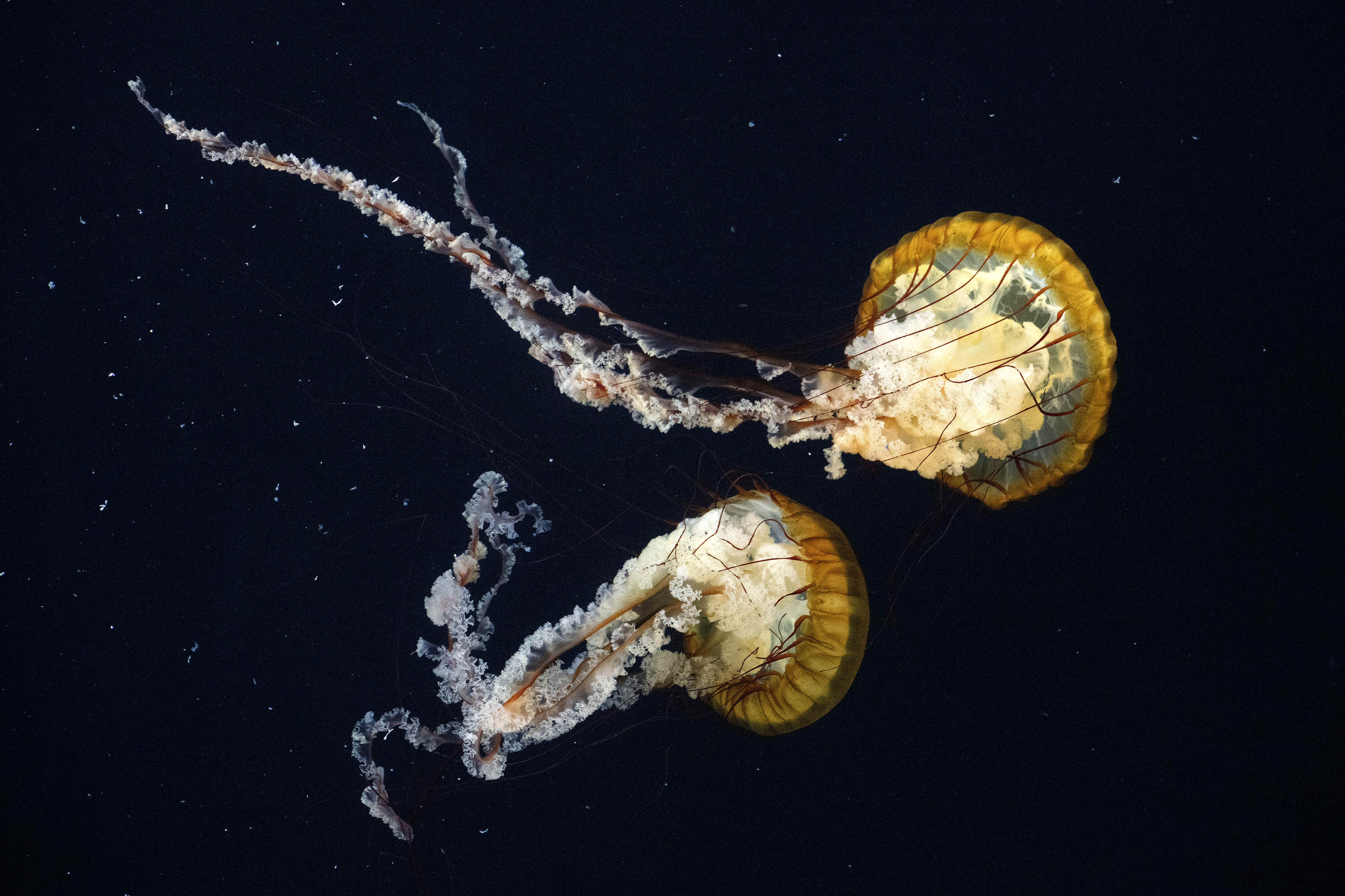 Pacific sea nettle on display inside the Jelly Dreamscapes exhibit...
