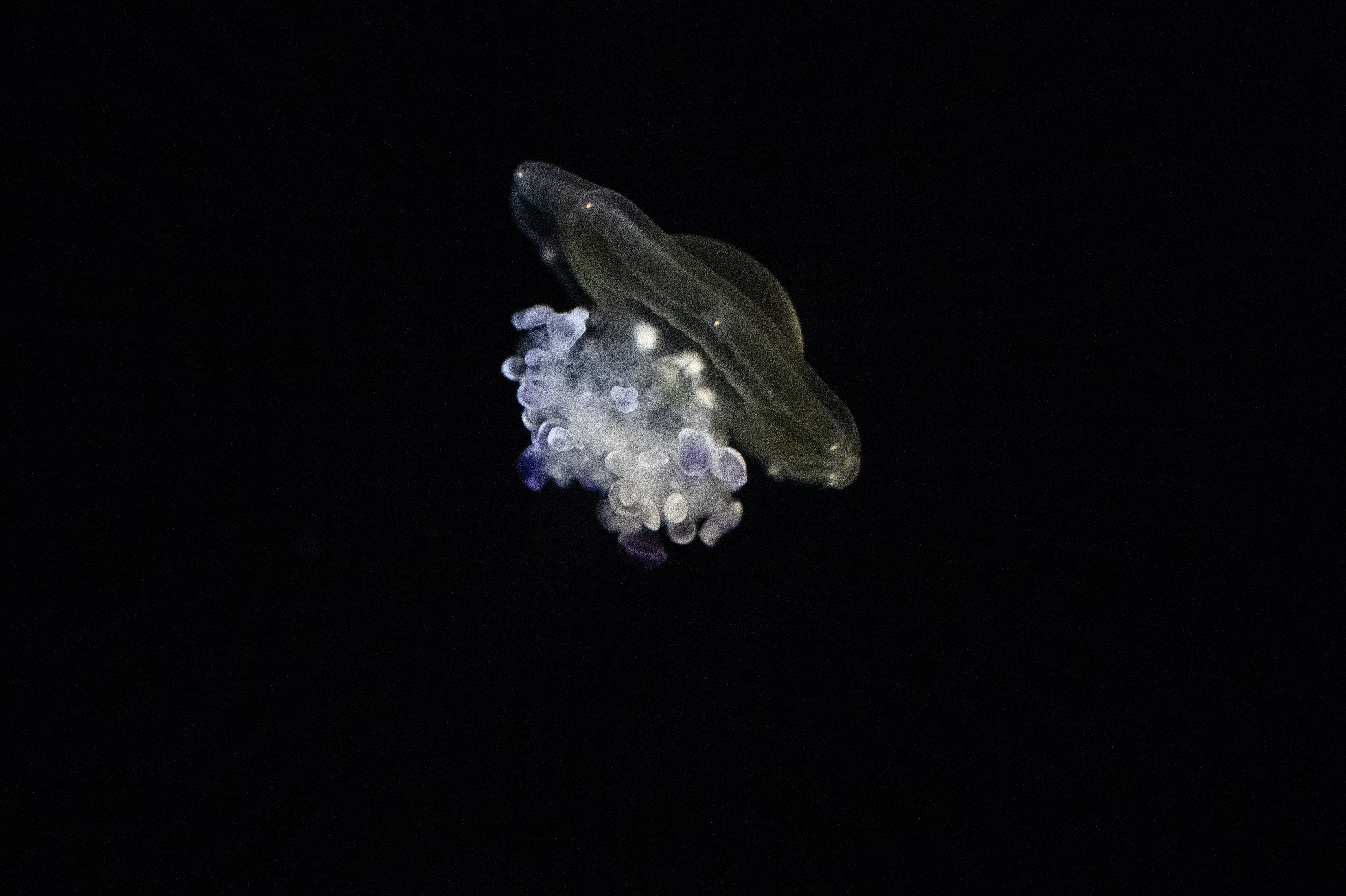Fried egg jelly on display inside the Jelly Dreamscapes exhibit...