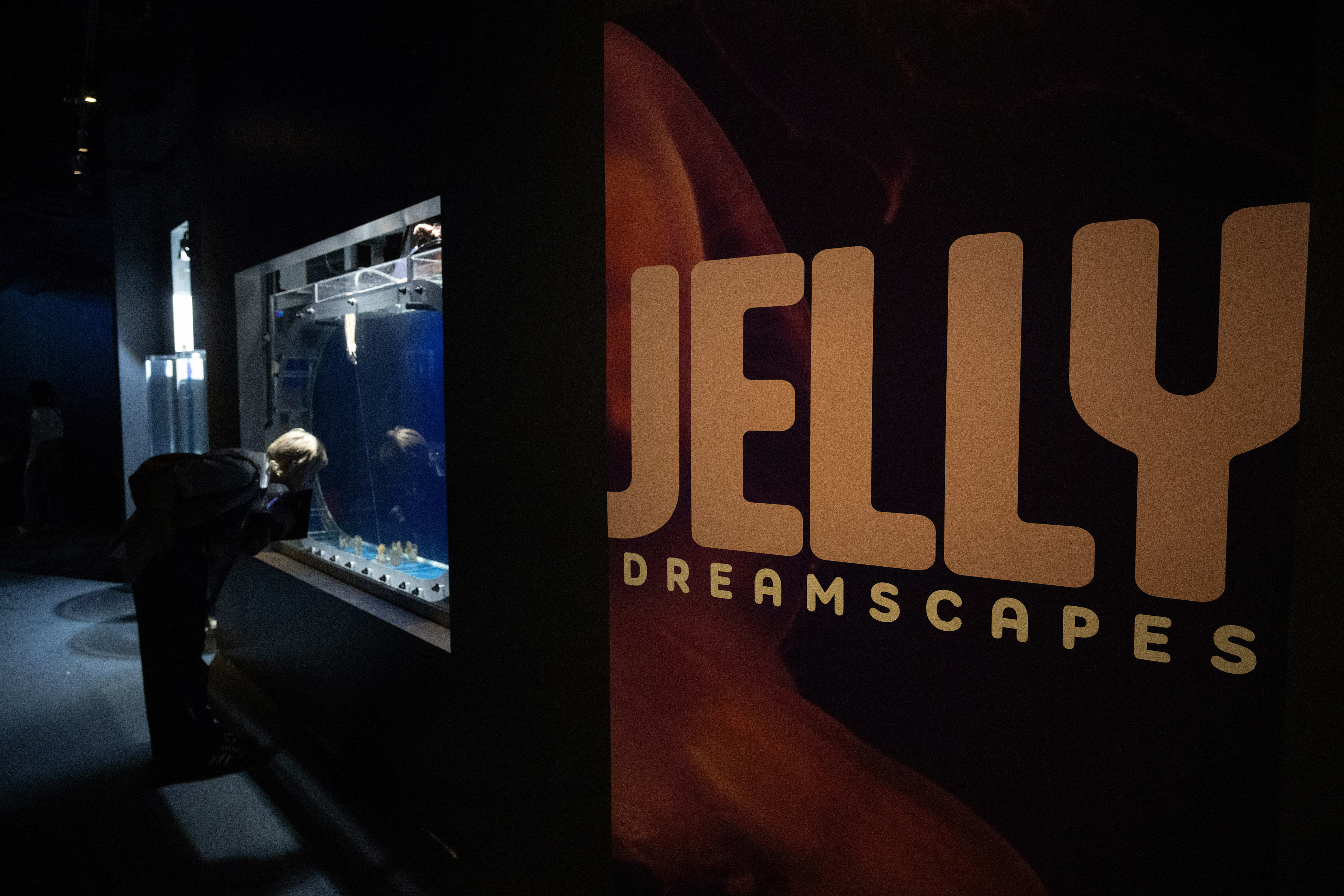 The Jelly Dreamscapes exhibit at the Aquarium of the Pacific...