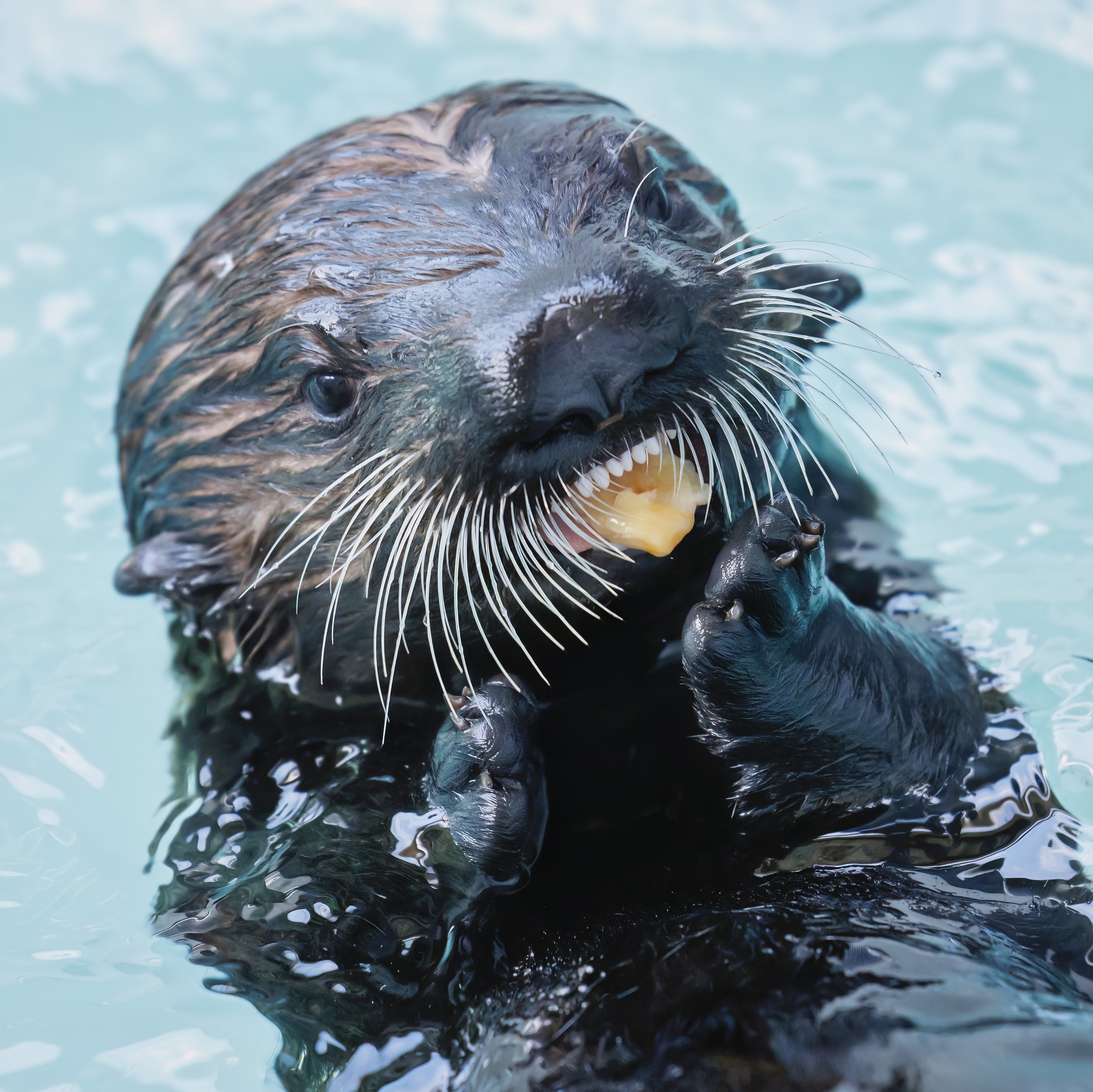 A new sea otter pup, named Sunny, arrives at Aquarium...