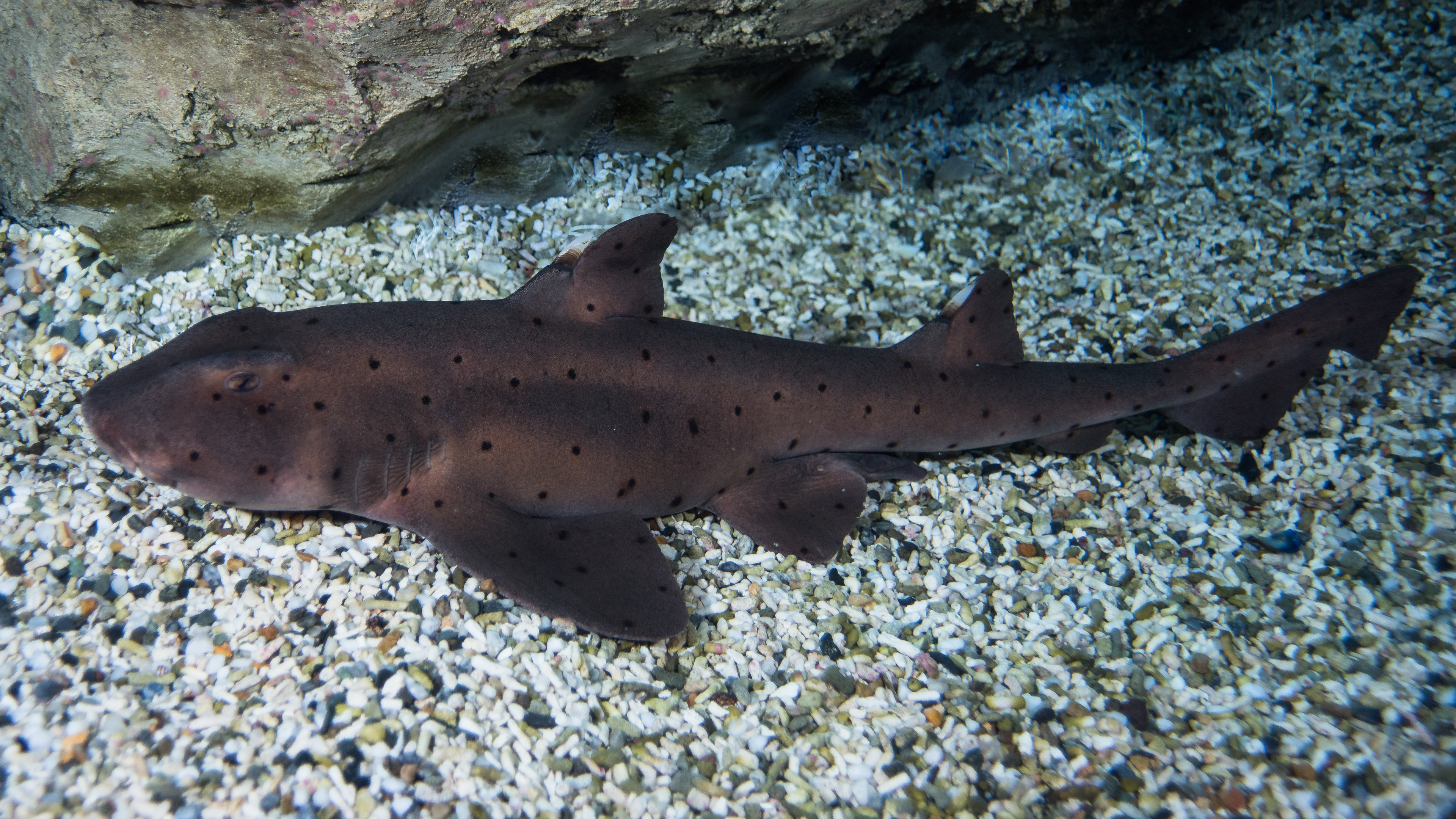 A horn shark at the Aquarium of the Pacific. (Photo...