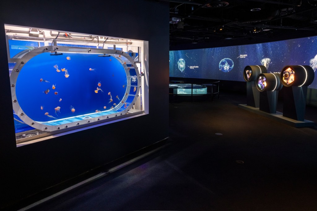 Jellyfish float through Aquarium of the Pacific in a new immersive exhibit – Daily News