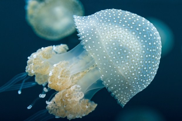 The Aquarium of the Pacific is taking visitors on a whimsical a journey with its latest exhibition "Jelly Dreamscapes." (Photo by Robin Riggs
