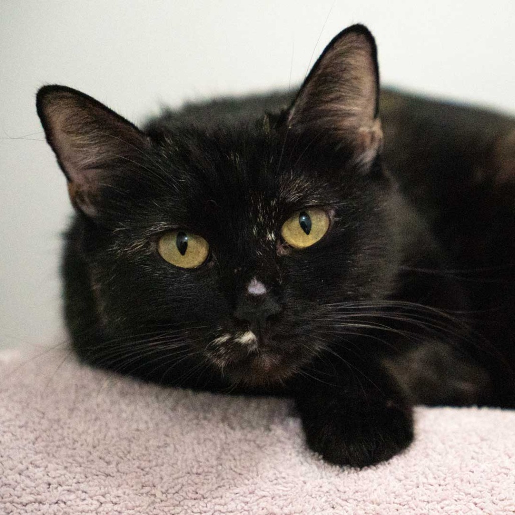 Beatrice is a 1-year-old, female, tortoiseshell coat, domestic shorthair cat....