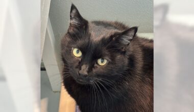 Pets of the Week: Brixi and Koko are ready for adoption – Press Telegram