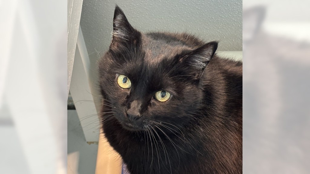 Pets of the Week: Brixi and Koko are ready for adoption – Press Telegram