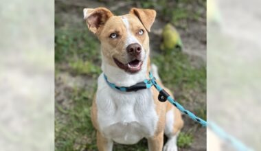 Pets of the Week: Milly and Wuzzy Wumpkins are ready for adoption – Press Telegram