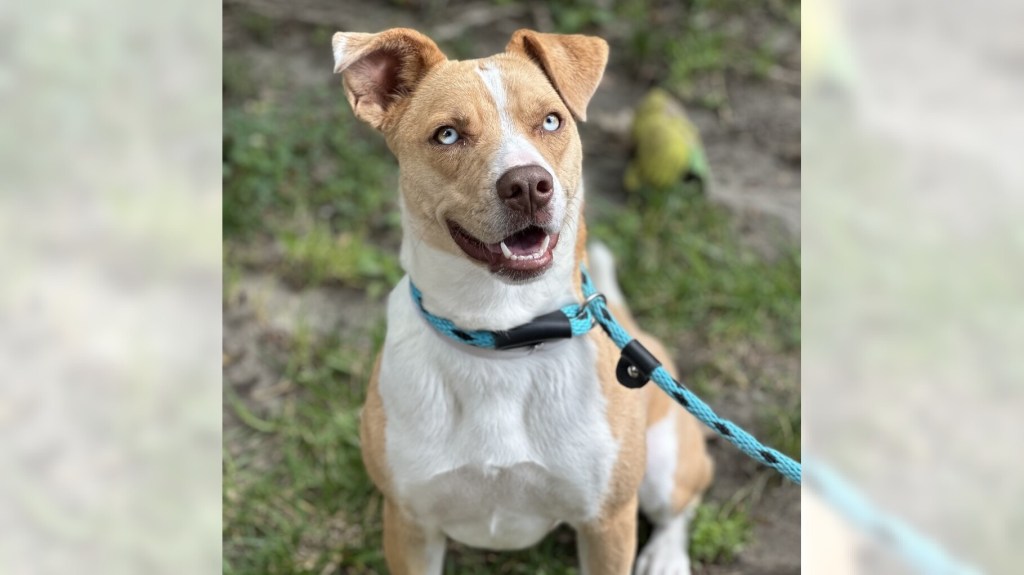 Pets of the Week: Milly and Wuzzy Wumpkins are ready for adoption – Press Telegram