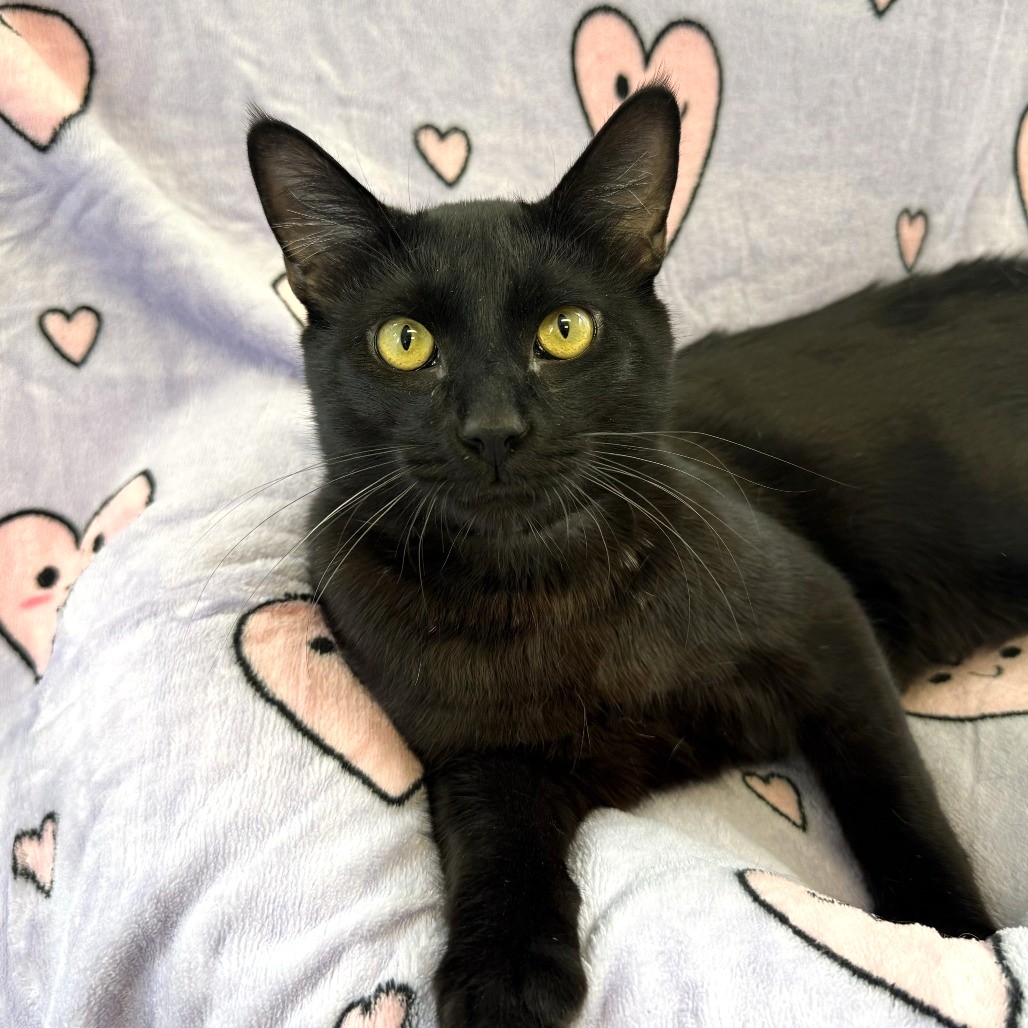 Wuzzy Wumpkins, LACA-A-17627, is a 2-year-old, male, domestic shorthair cat....