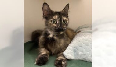 Pets of the Week: Tanaya and Milan are ready for adoption – Press Telegram