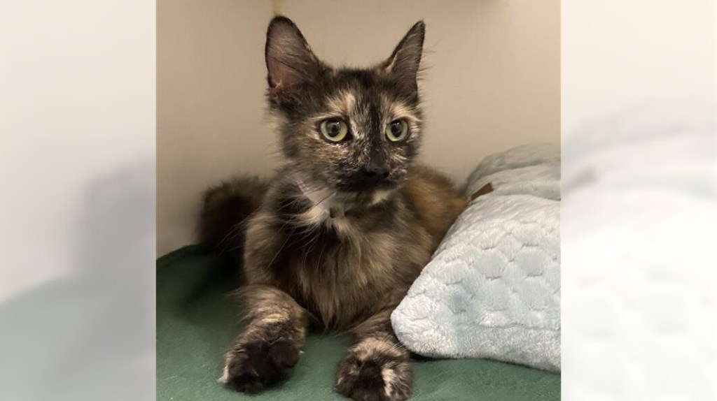 Pets of the Week: Tanaya and Milan are ready for adoption – Press Telegram