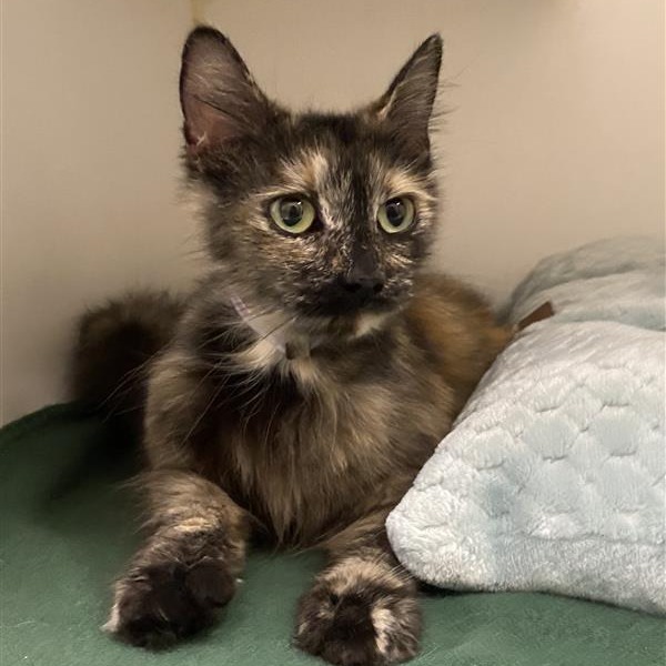 Tanaya is a 5-year-old, female, tortoiseshell, domestic medium hair cat....