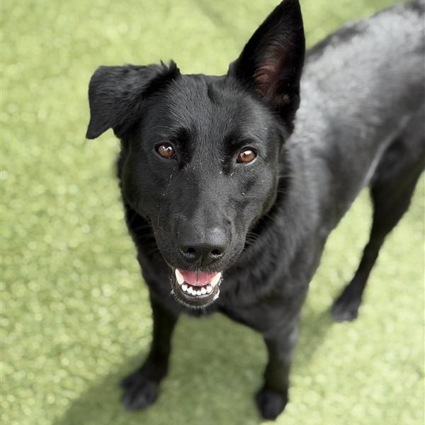 Milan is a 2-year-old, female, black, Labrador retriever mix. (Photo...